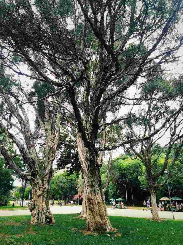 praça no Alto da Lapa